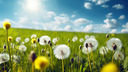 Beautiful bright natural image of fresh grass spring meadow with dandelions with blurred background and blue sky with clouds