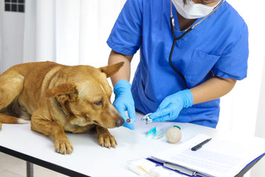 Dog on examination table of veterinarian clinic.