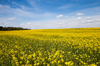 Flowering canola during the summer