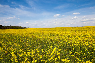 Flowering canola during the summer