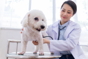 A female veterinarian examining a Bichon Frisé dog