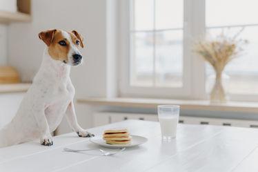 Dog at table with pancakes and milk