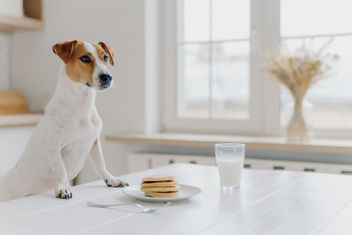 Perro en la mesa con tortitas y leche.