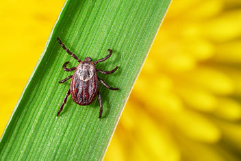 Garrapata arrastrándose sobre una hoja de hierba verde contra un diente de león naranja