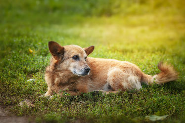 Mongrel dog of red color lies on its stomach on the grass