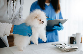 Perro pomerania en el veterinario