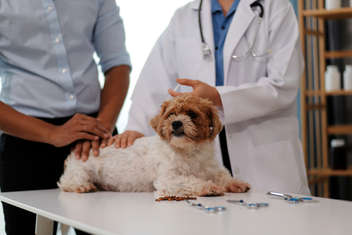A veterinary doctor and assistant working together examining dog on table