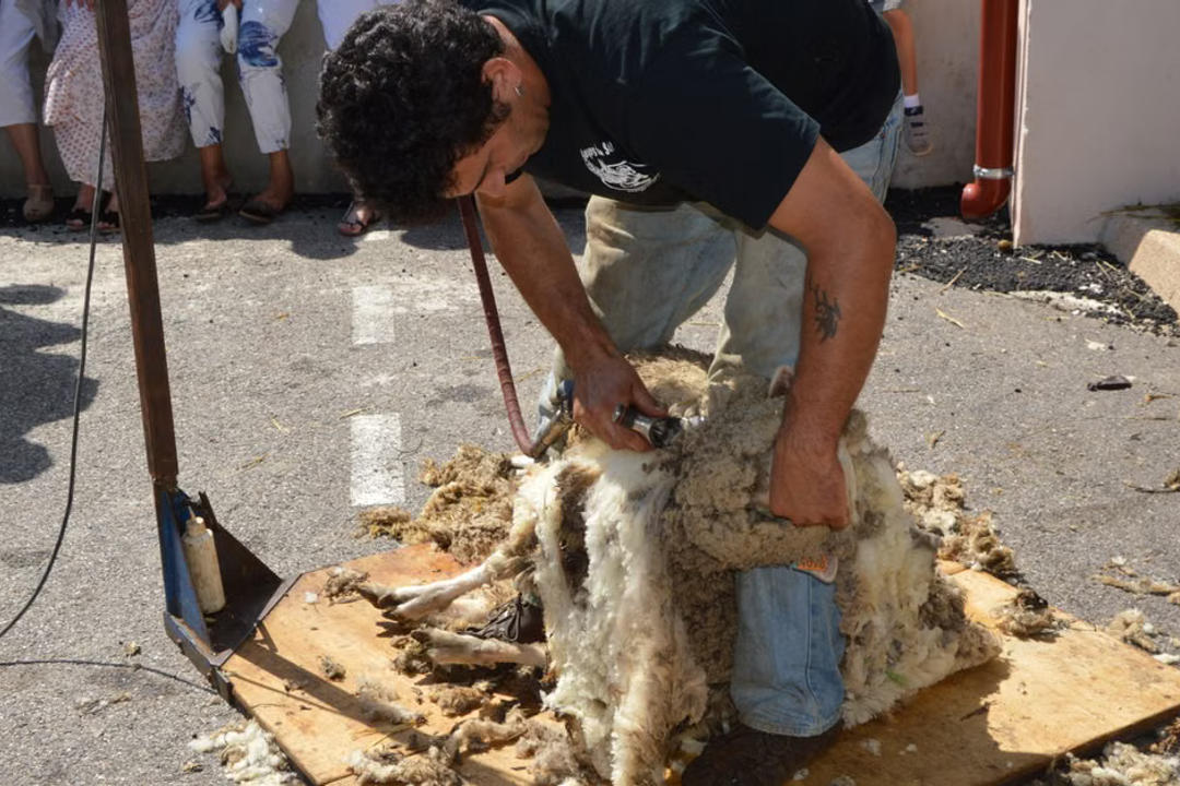 Man shearing wool from sheep at agricultural show with spectators watching.