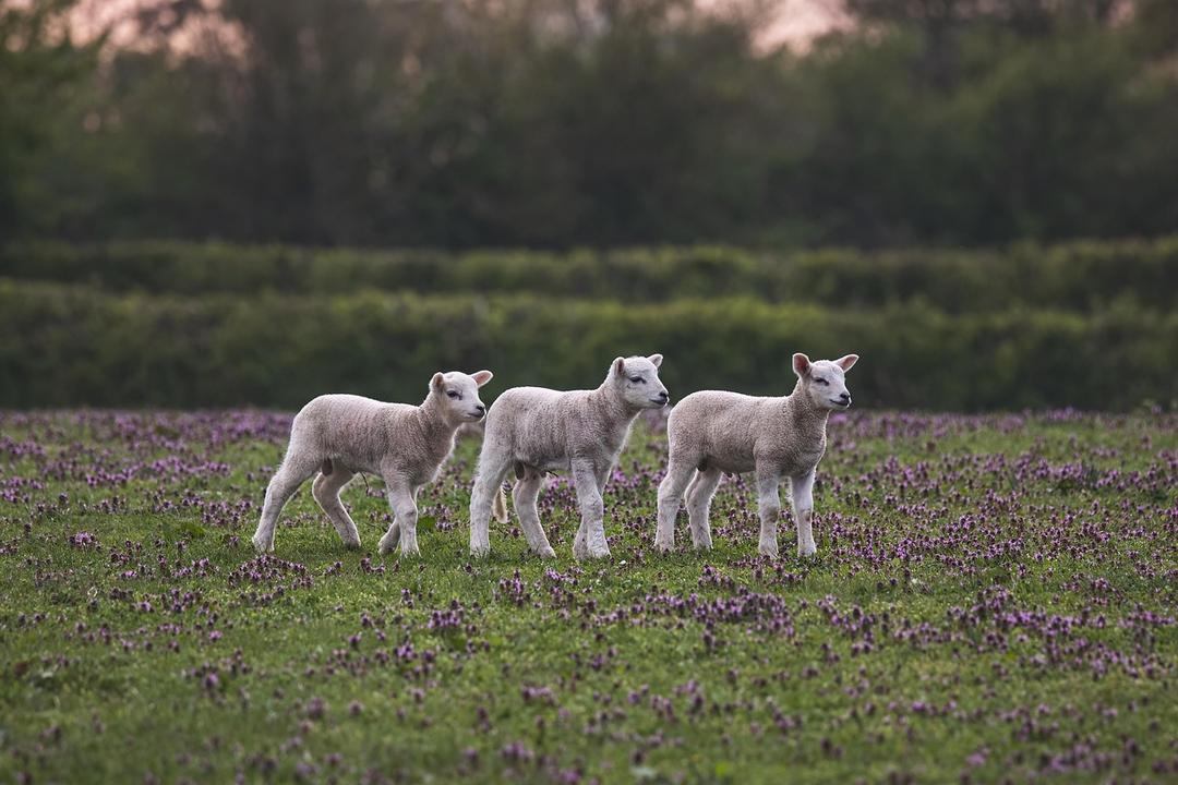 File image: Three white lambs standing in verdant pasture with purple wildflowers