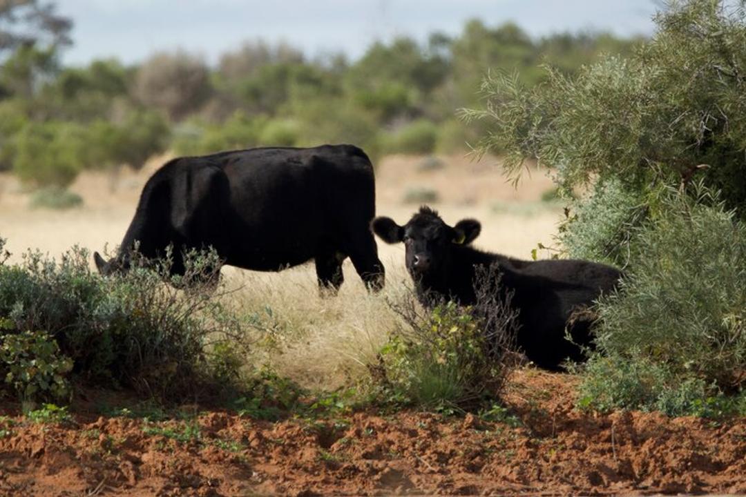 Black cattle in sparse outback vegetation with sandy soil and bushland.