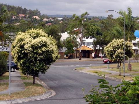 File image: Suburban street with flowering native trees and background buildings