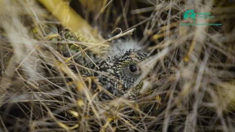 Young night parrot camouflaged among dry yellowish-brown spinifex grass and vegetation.