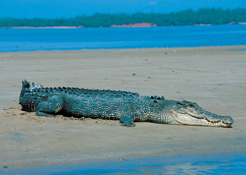 File image: Saltwater crocodile resting on sandy beach with blue water and treeline behind