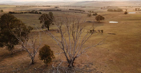 File image: Dead trees on dry open farmland with hazy hills beyond