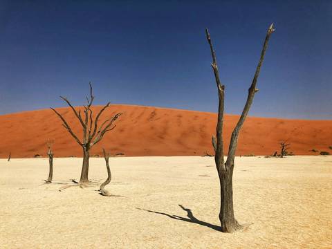 Bare, skeletal trees in flat, desolate plain with large sand dune beyond.