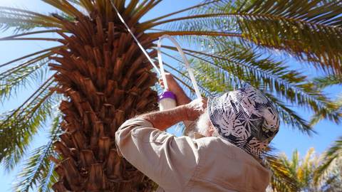 Kim McKay. Person in light clothing examining date palm tree fronds against blue sky