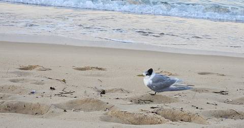 Single white and grey seabird standing alert on sandy beach with waves and shoreline behind