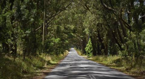 File image: Narrow rural road lined with tall eucalyptus trees
