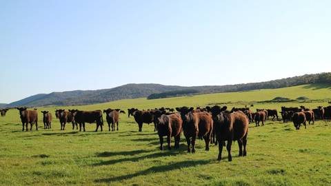 Black and brown cattle grazing in rolling green paddock with forested hills