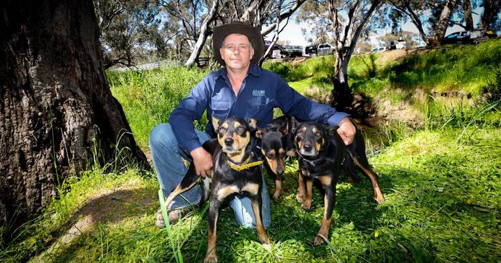 Farmer crouched with two black and tan working dogs under trees in paddock