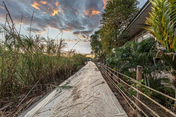 File image: Tropical path flanked by tall reeds, palms, building under sunset sky