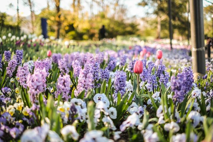 File image: Purple hyacinths and pink tulips blooming in sunlit garden with trees