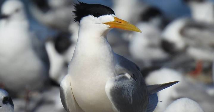 Close-up of healthy greater crested tern with black crest and yellow beak