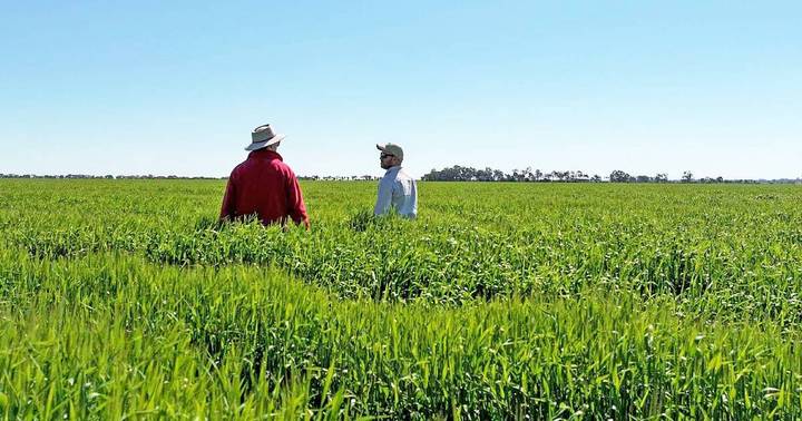 Two farmers standing in a large green agricultural field under clear blue sky