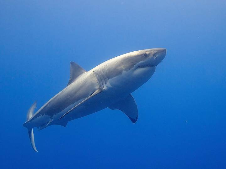 Great white shark swimming in clear blue ocean water