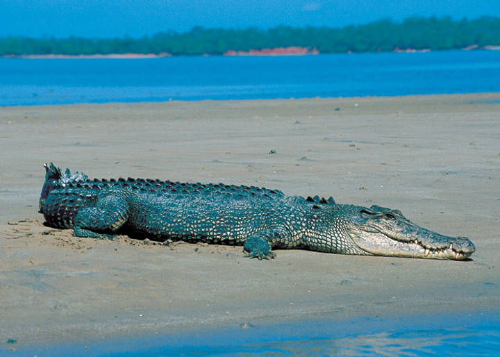 File image: Saltwater crocodile resting on sandy beach with blue water and treeline behind