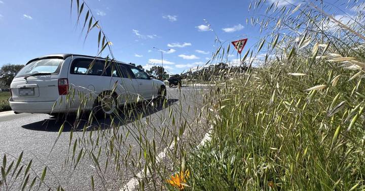 Silver minivan parked beside roundabout surrounded by chest-high grass creating visibility hazard