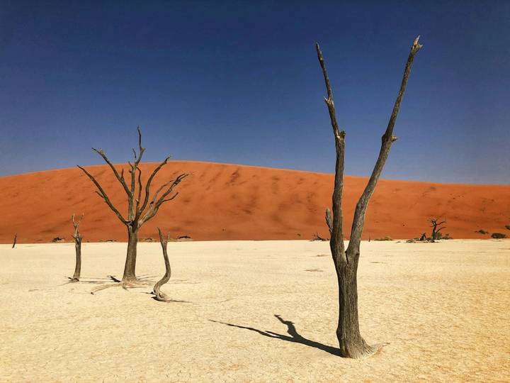 Bare, skeletal trees in flat, desolate plain with large sand dune beyond.
