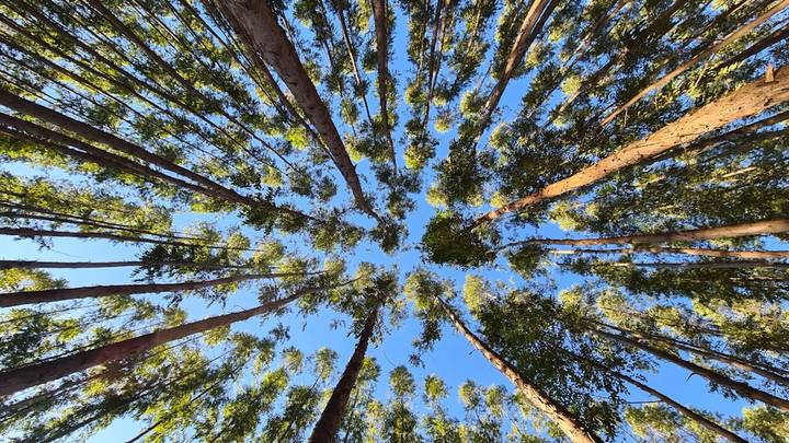 File image: Looking up through tall eucalypt forest toward blue sky