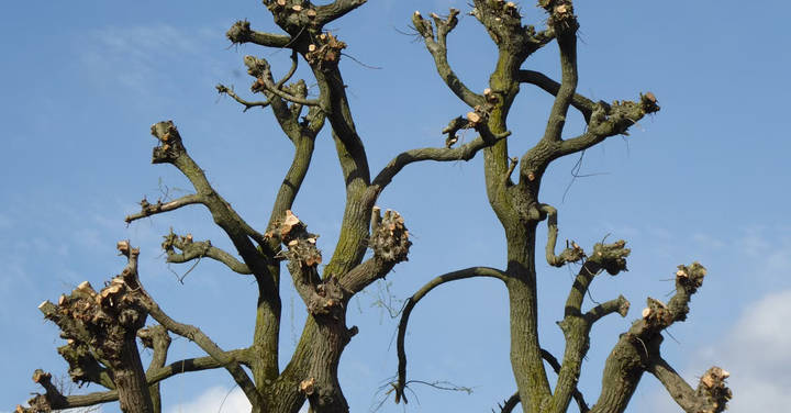 File image: Heavily pruned trees with drastically cut canopies against blue sky