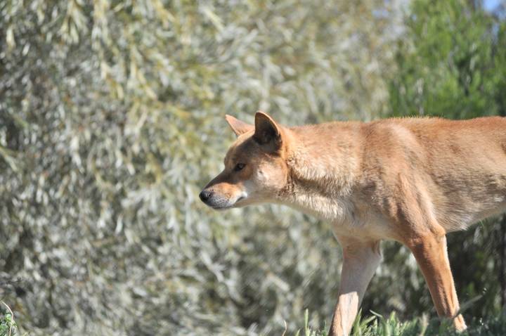File image: Brown dingo standing in Australian bushland