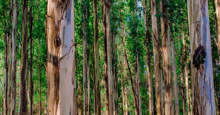 File image: Tall eucalypt trees with smooth pale bark in dense forest