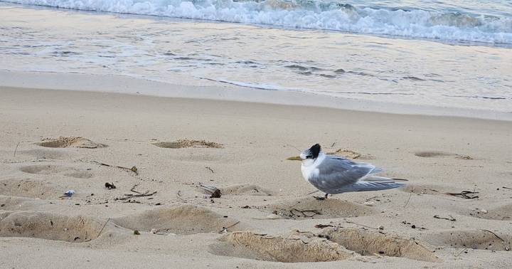Single white and grey seabird standing alert on sandy beach with waves and shoreline behind