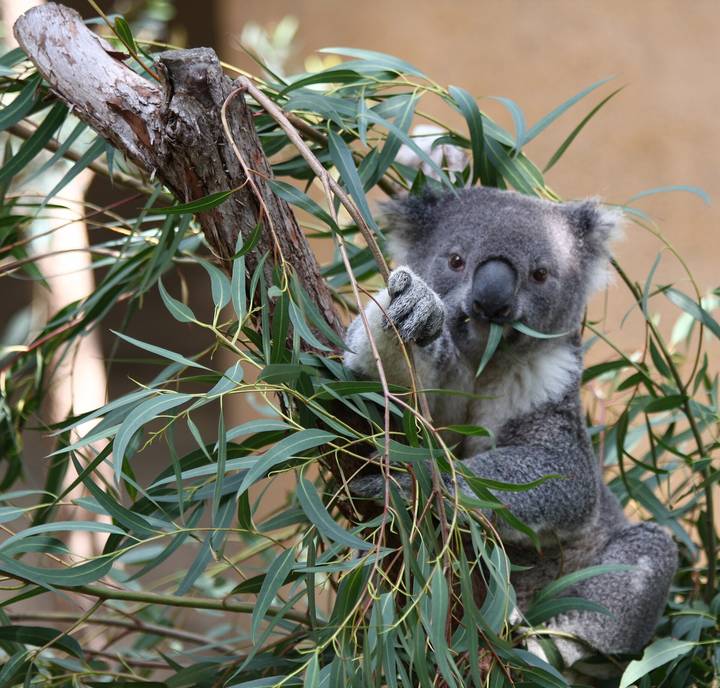 File image: Koala reaching toward eucalyptus leaves in Australian bushland, professional wildlife photography