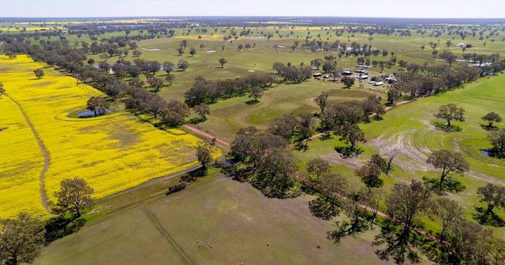 Aerial view of 425-hectare broadacre farm with yellow crops, green pastures, scattered trees and farm buildings in western Victoria