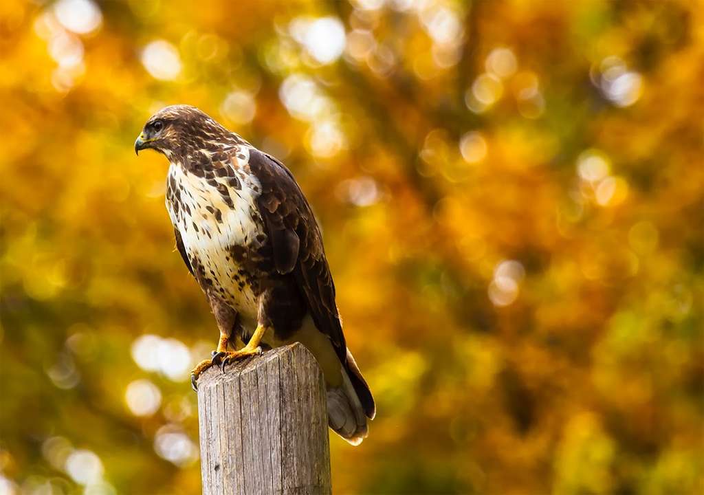 Show thumbnail preview	 A hawk, known for its excellent hunting skills, is perched on top of a wooden post. A hawk, known for its excellent hunting skills, is perched on top of a wooden post.