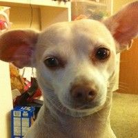 Stella Miao profile picture
