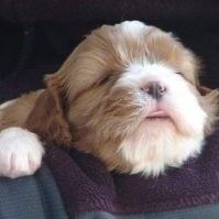 Wook Chung profile picture