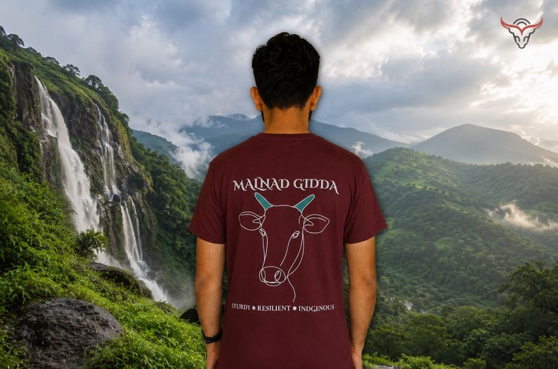 Native Series Malnad Gidda cow