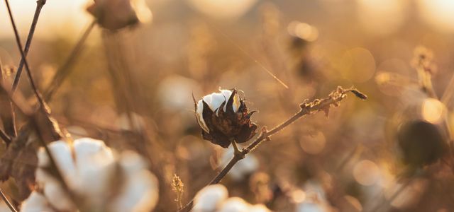a close up of a cotton plant with a blurry background