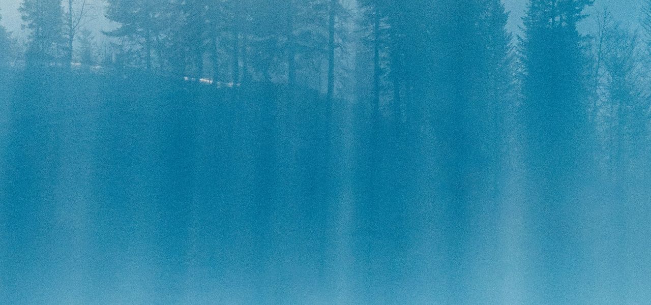 a foggy forest filled with lots of trees