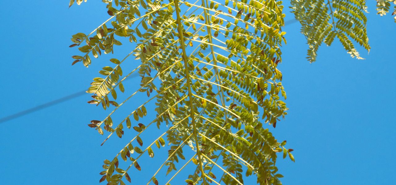 a tree branch with green leaves against a blue sky