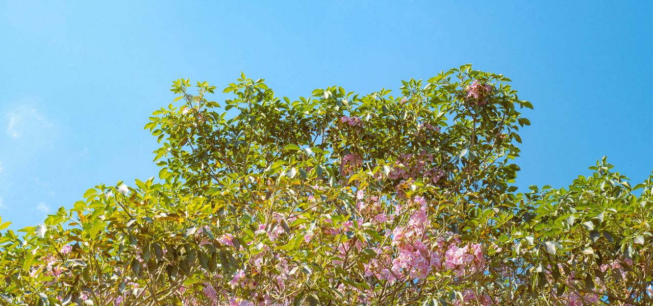 a tree filled with lots of pink flowers under a blue sky