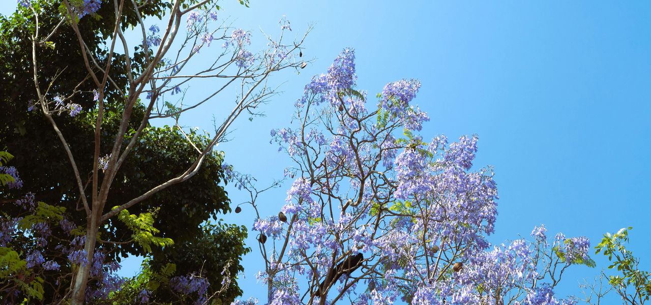 a tree with purple flowers in the foreground and a blue sky in the background