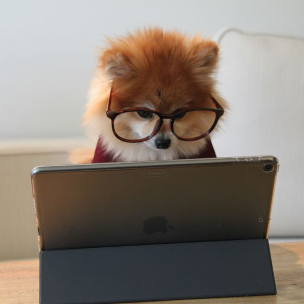 brown and white long coated small dog wearing eyeglasses on black laptop computer