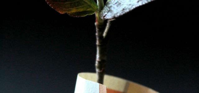 brown and white paper bag